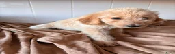 Labradoodle dogs for sale: 🐾 Beautiful Labradoodle Puppies 🐾 - Advert 8