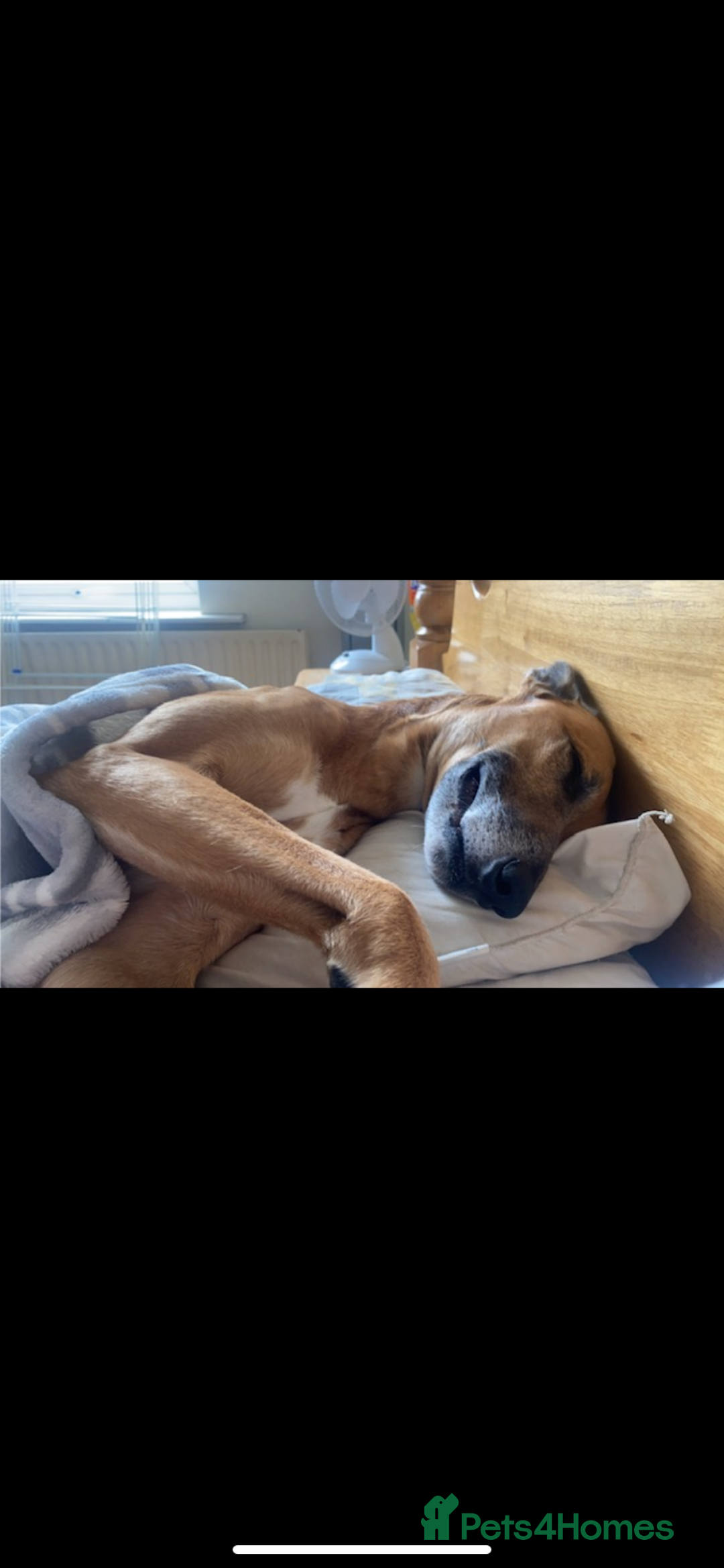 Greyhound dogs for sale: Bull greyhound for rehoming  - Advert 2