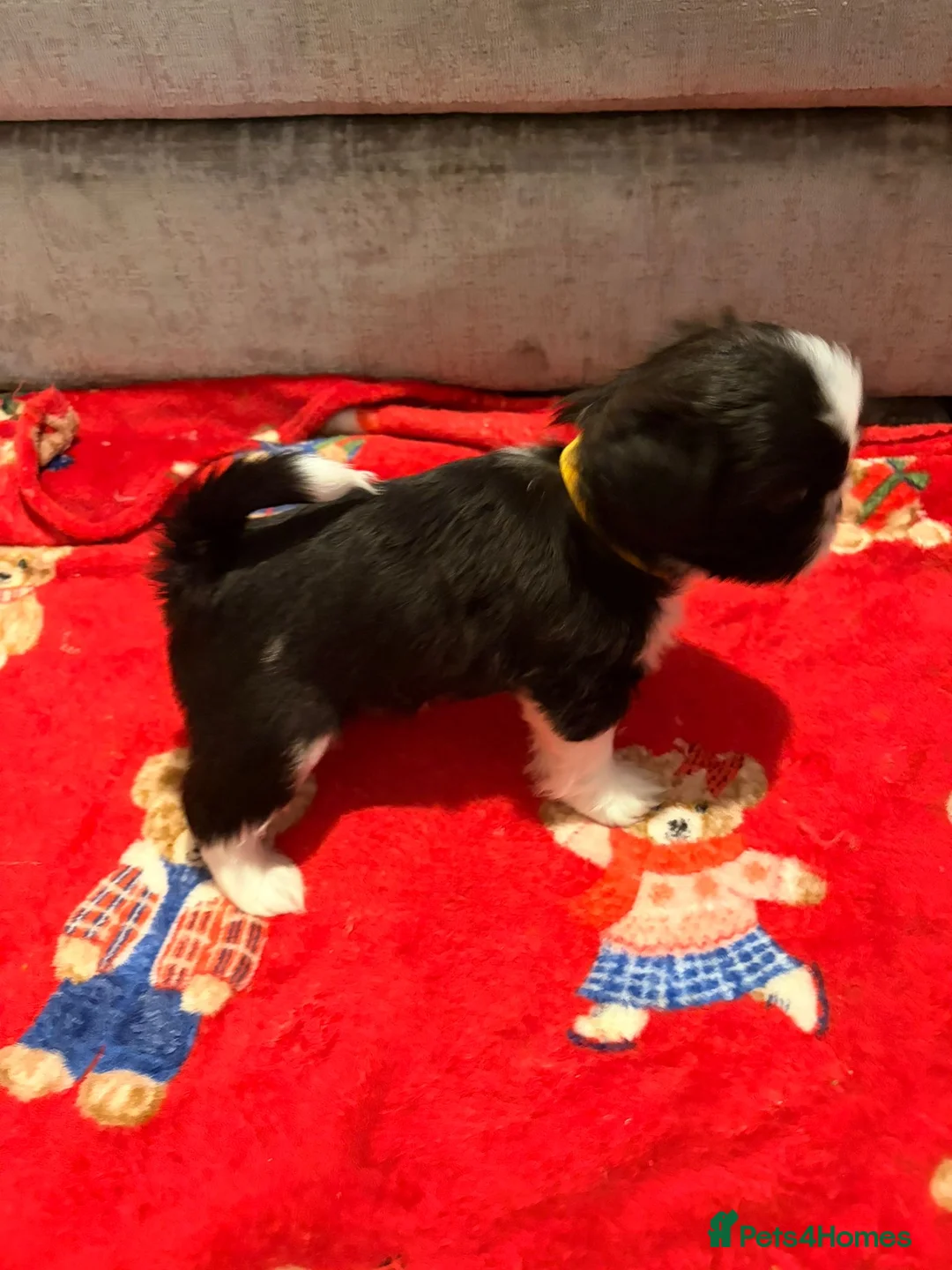 Shih Tzu dogs for sale:  Shih Tzu puppy  - Advert 26