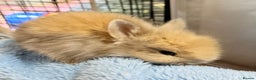 Lionhead rabbits for sale: 11 Double Maned Lionhead Babies For Sale - Advert 11