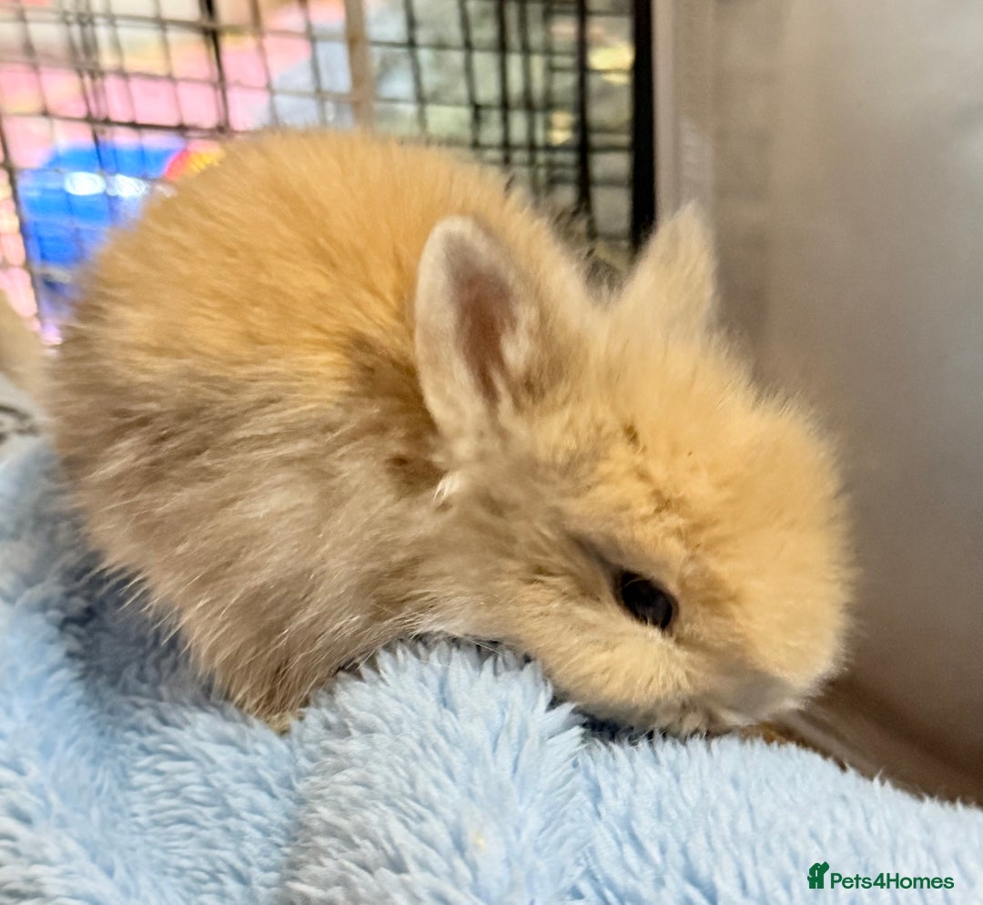 Lionhead rabbits for sale: 11 Double Maned Lionhead Babies For Sale - Advert 11