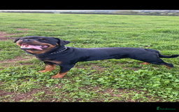 Rottweiler dogs for stud: Proven handsome ADRK KC registered Rottweiler  in Milford Haven - Image 11