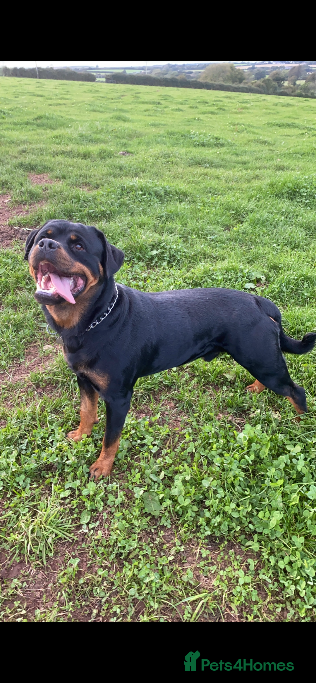 Rottweiler dogs for stud: Proven handsome ADRK KC registered Rottweiler  in Milford Haven - Image 11