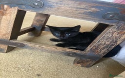 Siamese cats for sale: Kittens  - Image 7