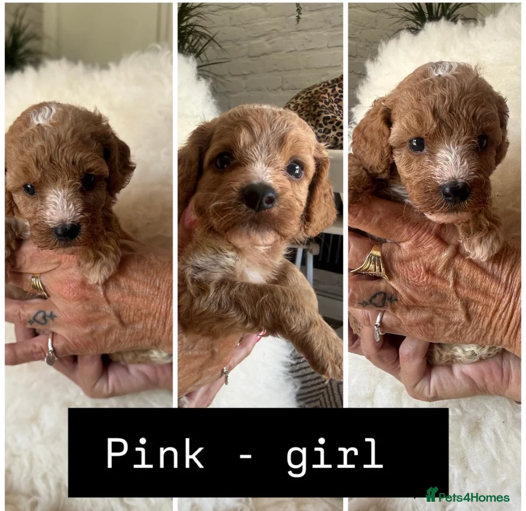 Cavapoo dogs for sale: Beautiful Cavopoo pups - Advert 2