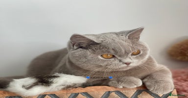 British Shorthair cats - Advert 8