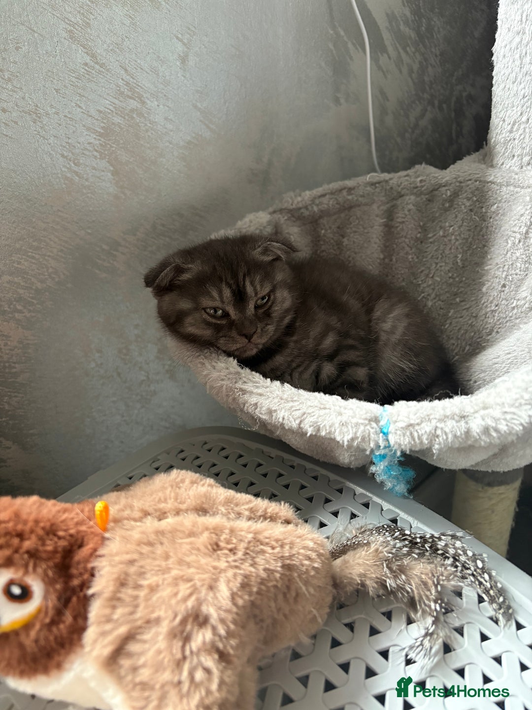 Scottish Fold cats for sale: Scottish fold kittens ready to find new homes - Image 39