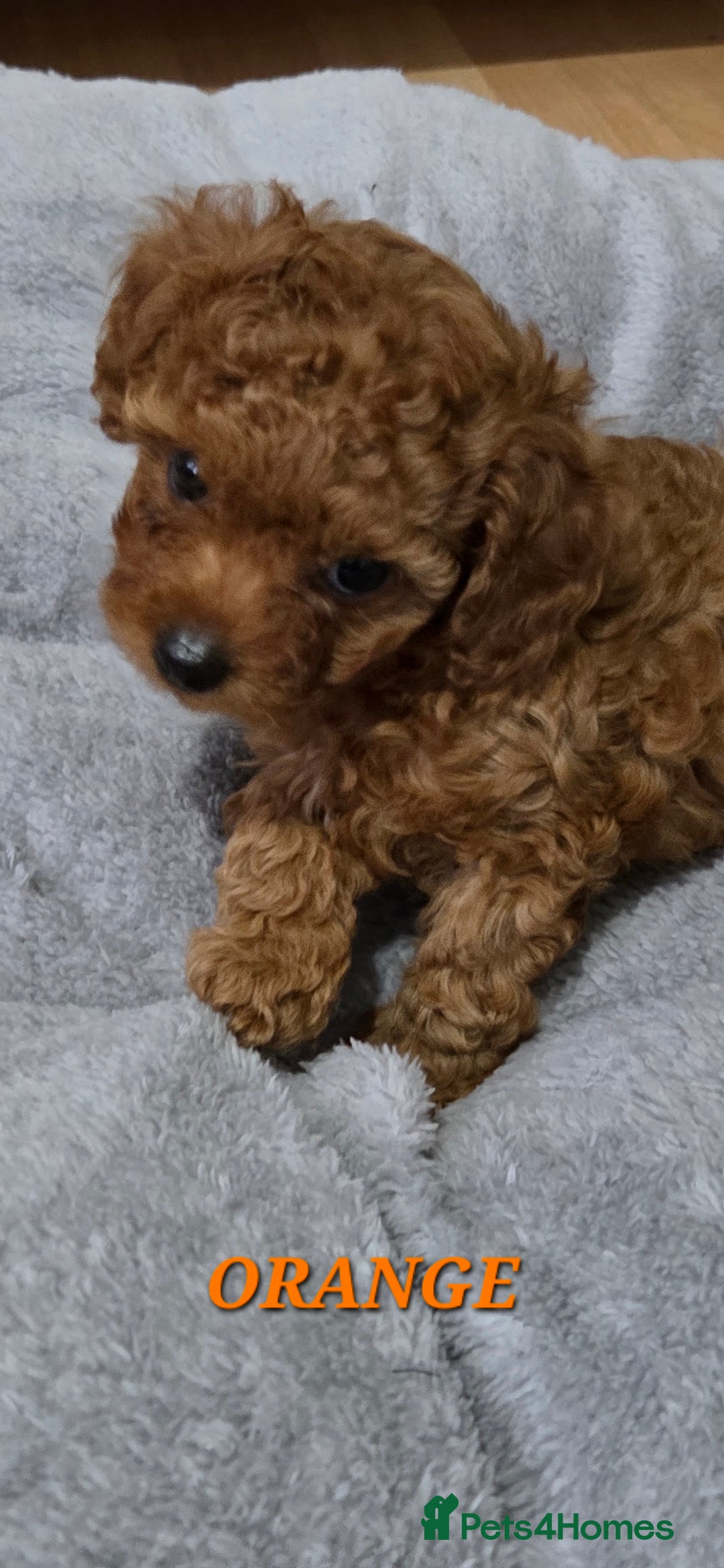Mixed Breed dogs for sale: Toy / Aisan Poodle, Red Puppies - Advert 40