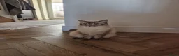 Mixed Breed cats for sale: 2 beautiful Ragdoll/Maine coon kittens  - Advert 10