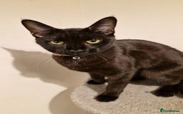 Mixed Breed cats for sale: Midnight  - Image 3
