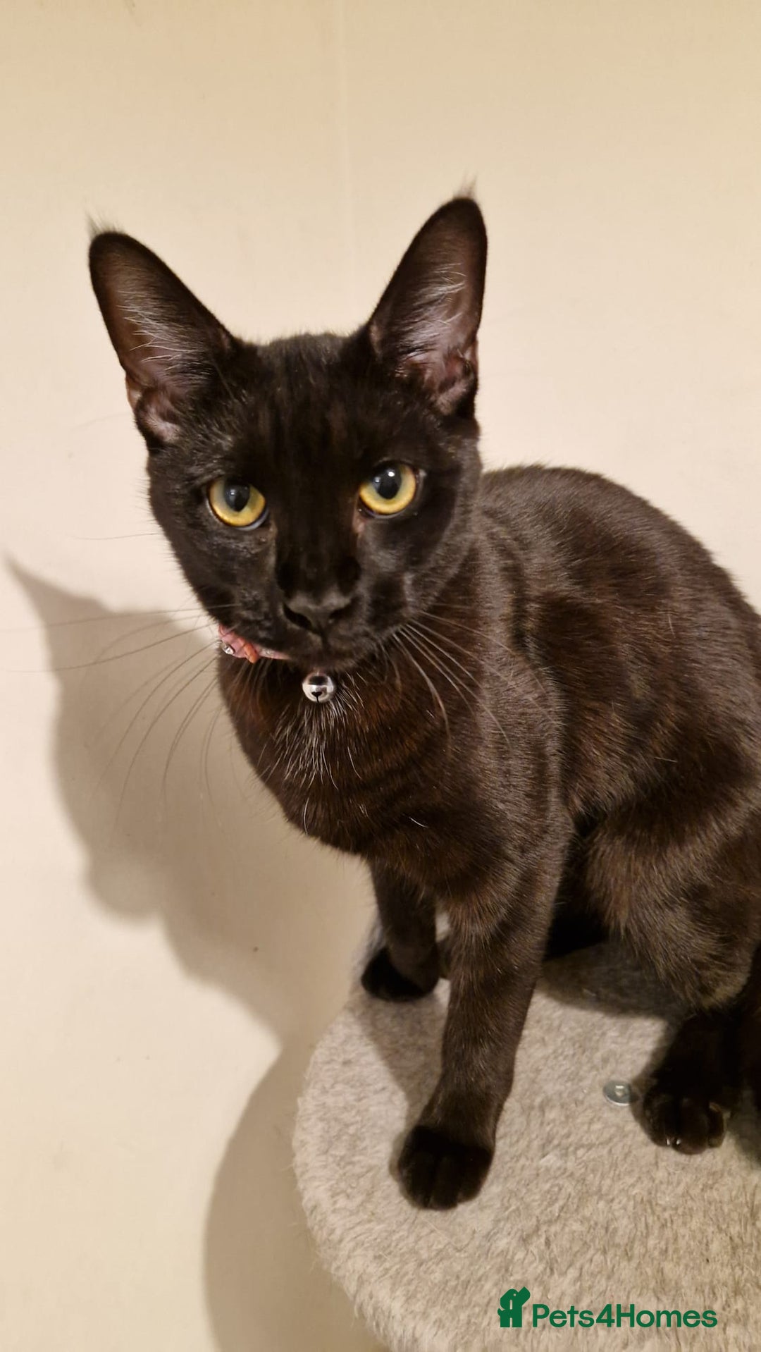 Mixed Breed cats for sale: Midnight  - Image 3