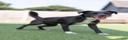 Mixed Breed dogs for adoption: Cat friendly Remy - Advert 18