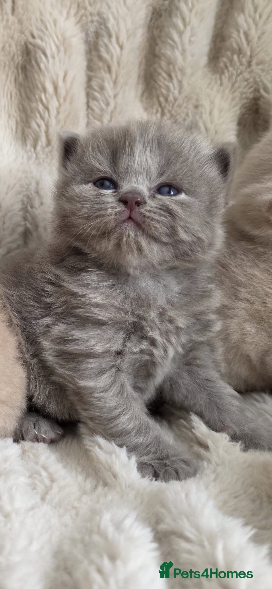 British Shorthair cats for sale: Outstanding quality British shorthair kittens  - Advert 1