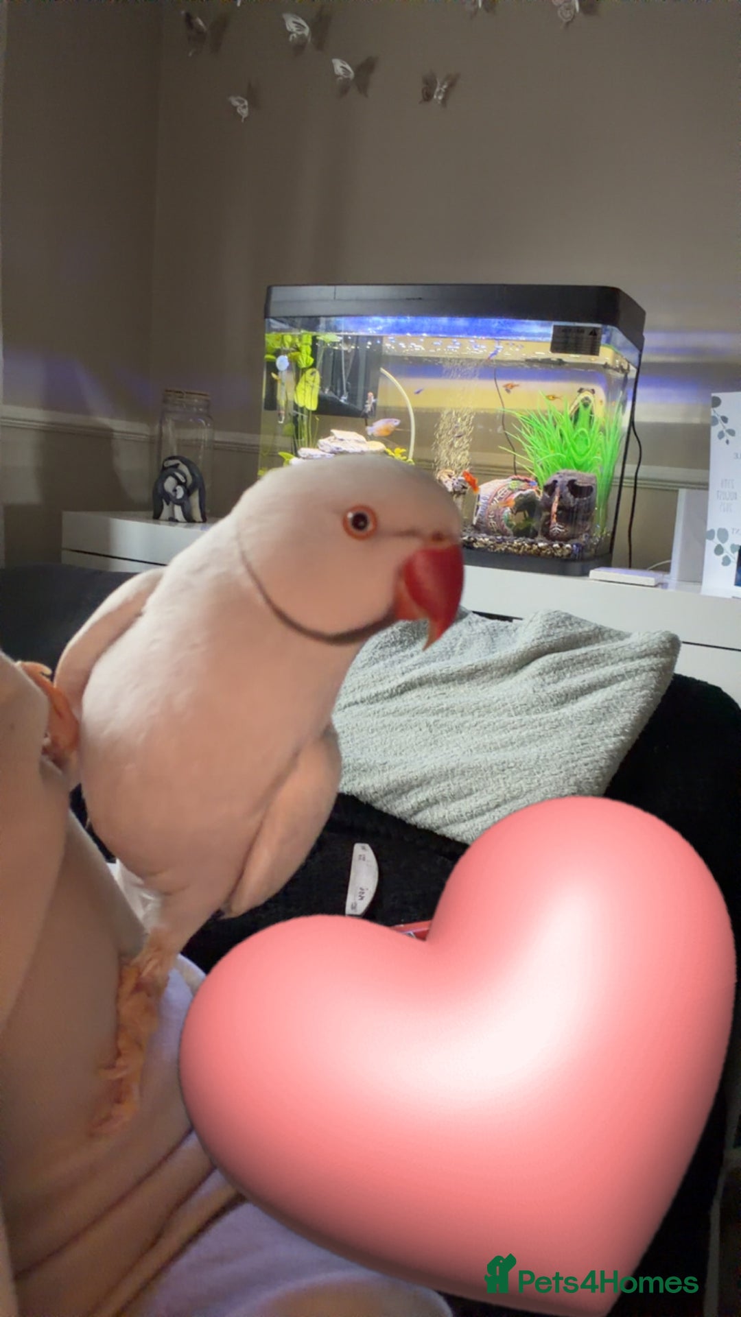 Ringnecks birds for sale: Albino Indian ringneck - Advert 2