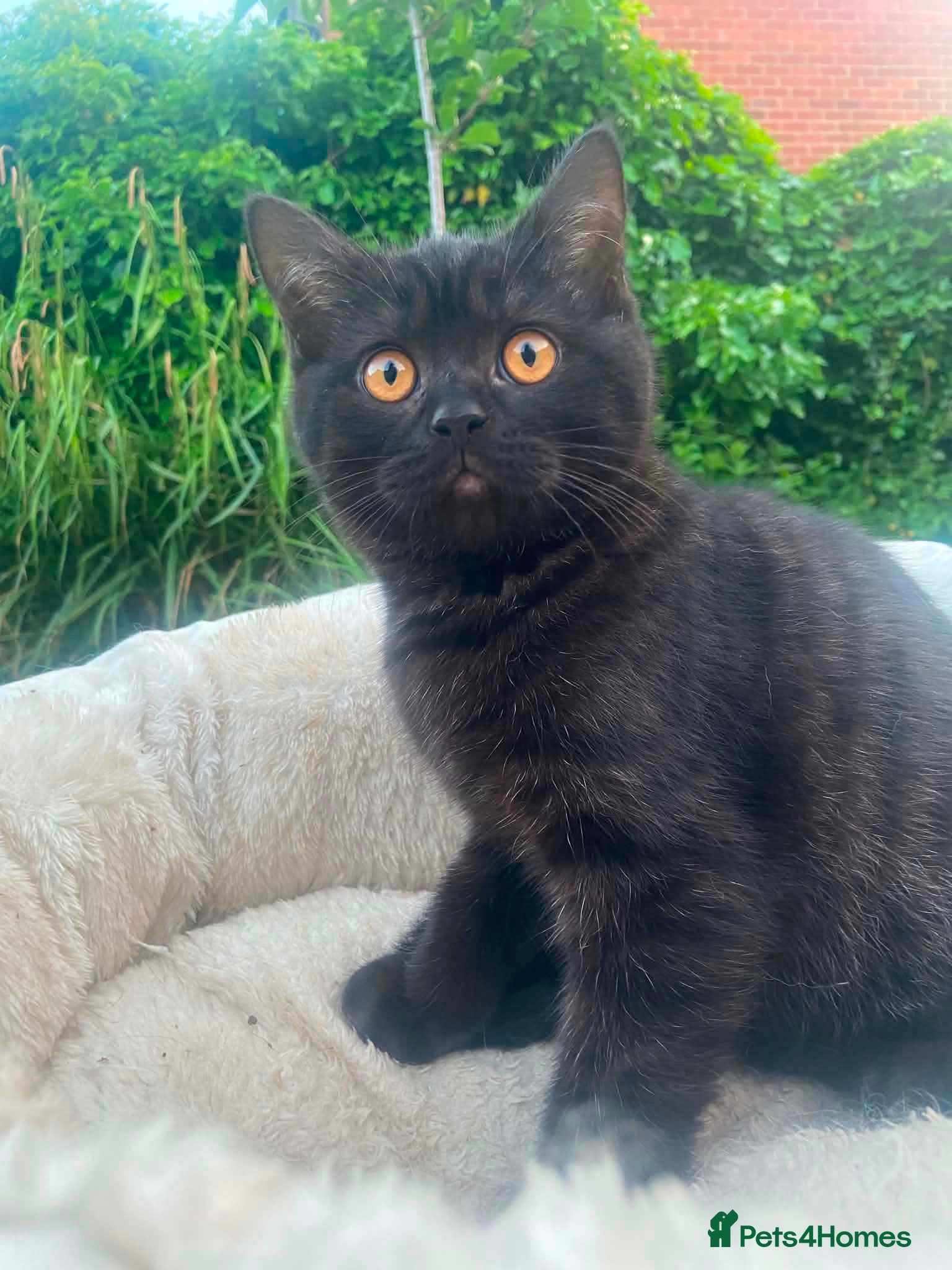 British Shorthair cats (🔥 TWO REMAINING🔥) BSH KITTENS | READY | PRESTON - Advert 5