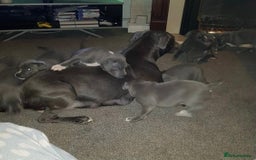 Staffordshire Bull Terrier dogs for sale: Beautiful blue Staffordshire bull terrier puppies  - Image 6