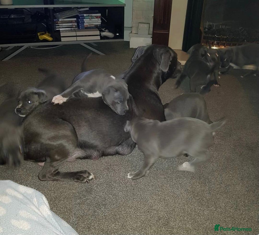 Staffordshire Bull Terrier dogs for sale: Beautiful blue Staffordshire bull terrier puppies  - Image 6