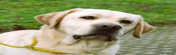 Labrador Retriever dogs for stud: Yellow health tested proven  Labrador at stud - Advert 1