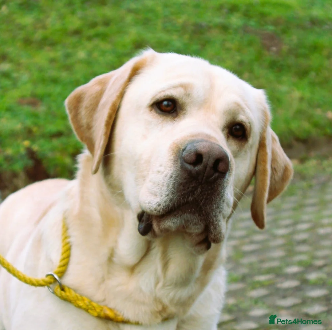 Labrador Retriever dogs for stud: Yellow health tested proven  Labrador at stud - Advert 1