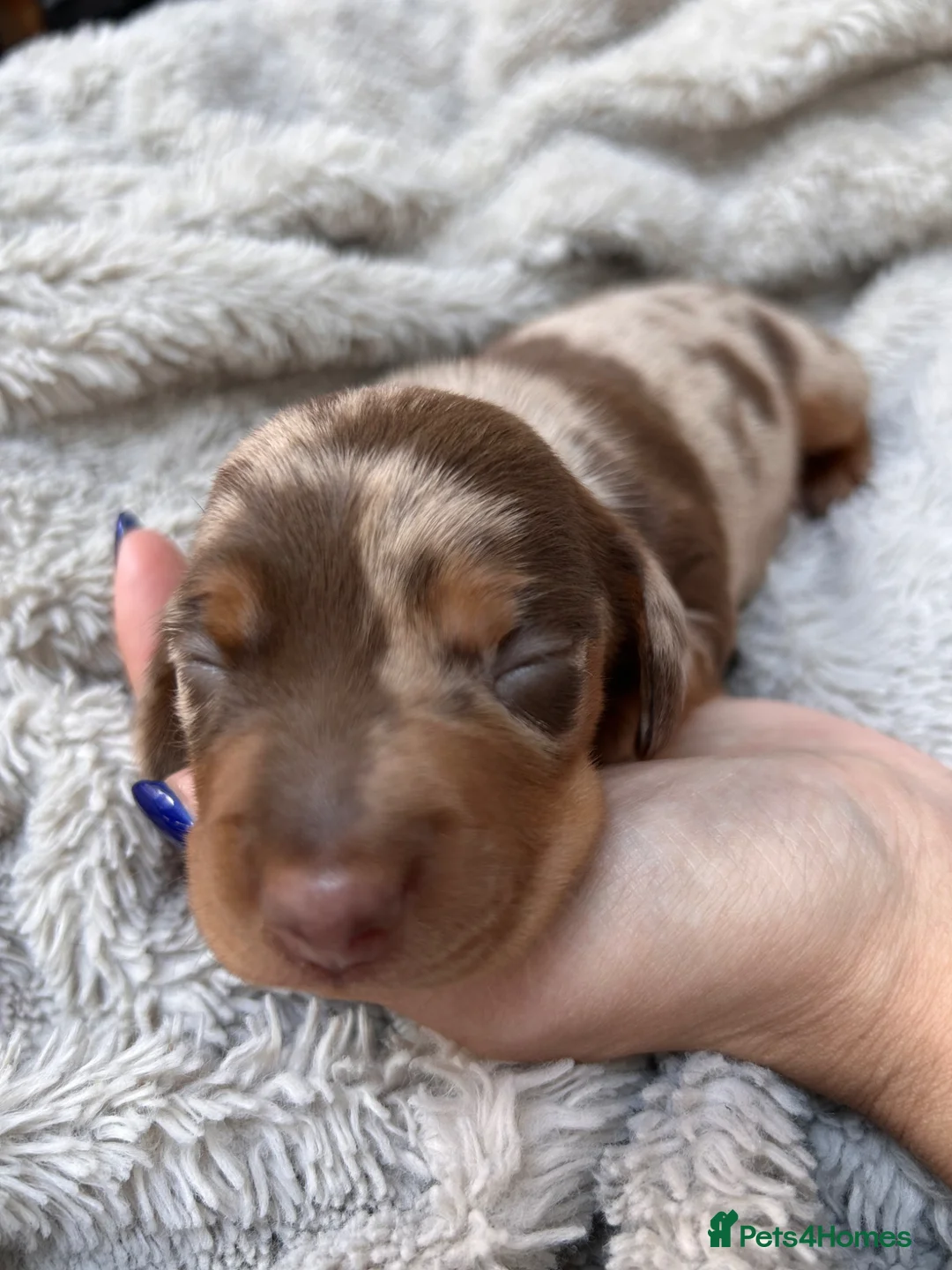 Miniature Dachshund dogs for sale: Unique Minature Dachsunds Puppies  - Advert 38