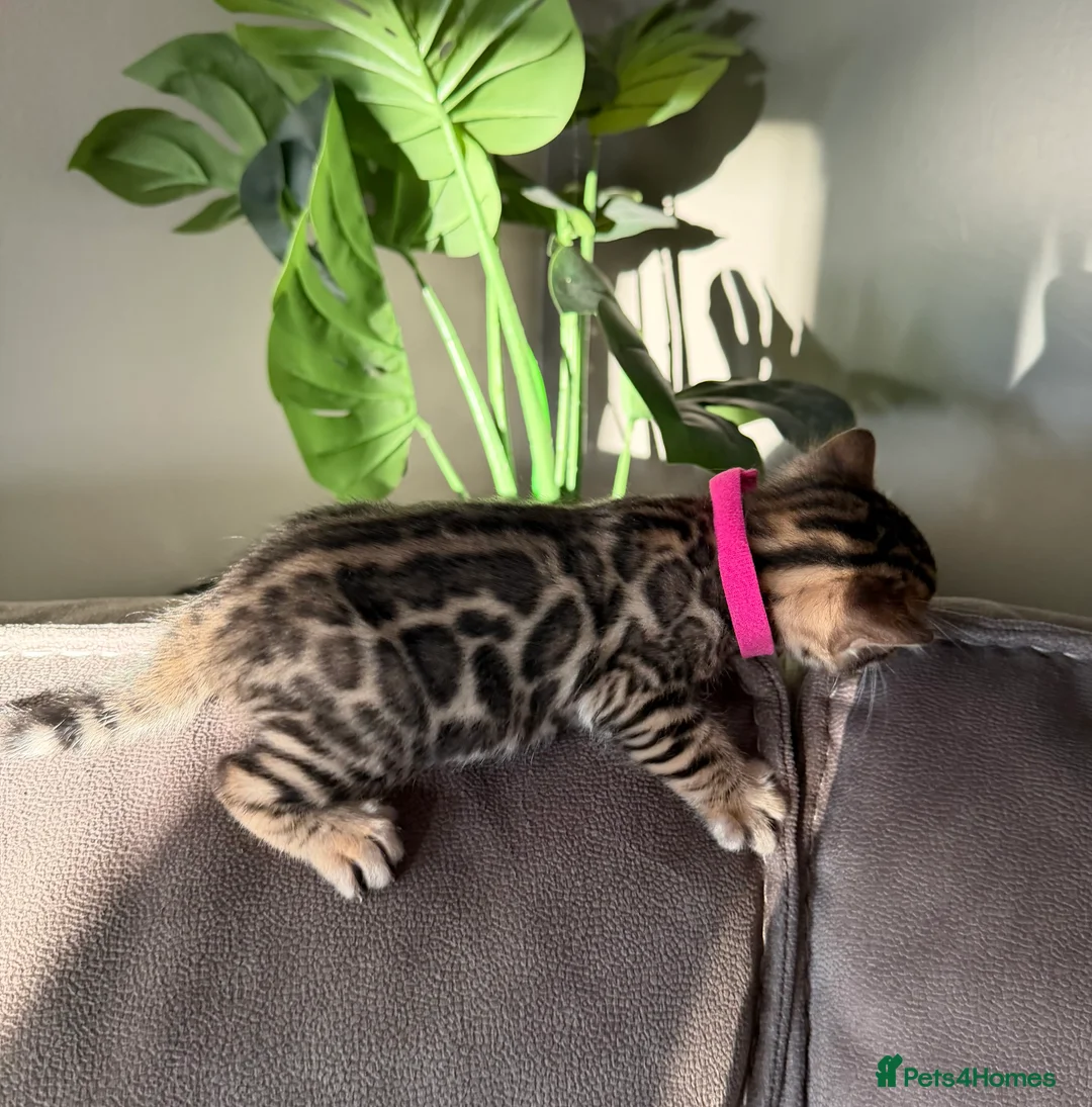 Bengal cats for sale: Beautiful Pedigree Bengal kittens for sale  - Advert 5