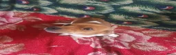 Jack Russell dogs for sale: Jack puppy  - Advert 2