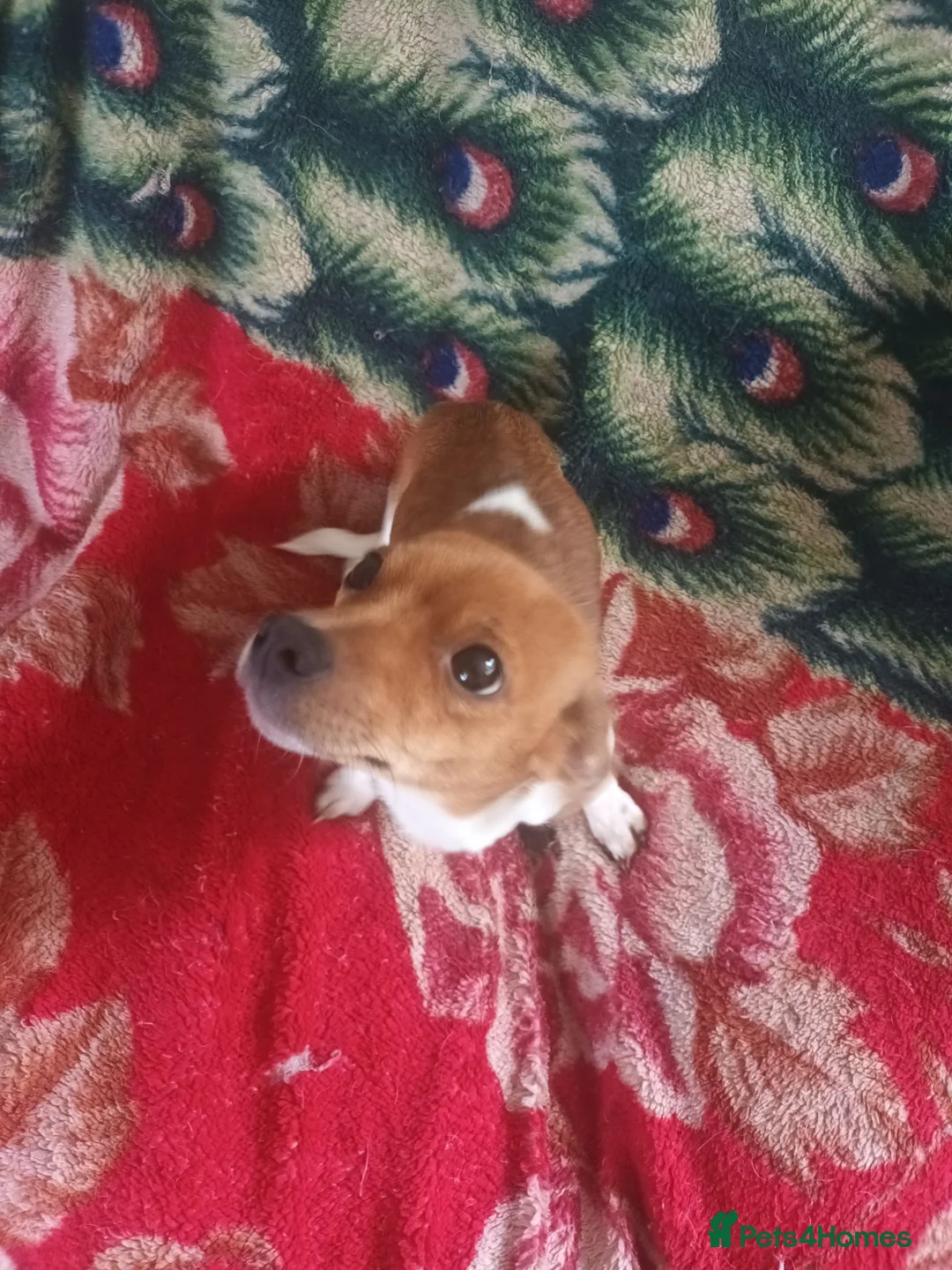 Jack Russell dogs for sale: Jack puppy  - Advert 2