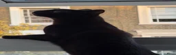 Domestic Shorthair cats for sale: URGENT | 0£ Giving up one of my cats for adoption in London - Advert 2