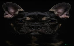 French Bulldog dogs for sale: Frensh bulldog male  - Image 3