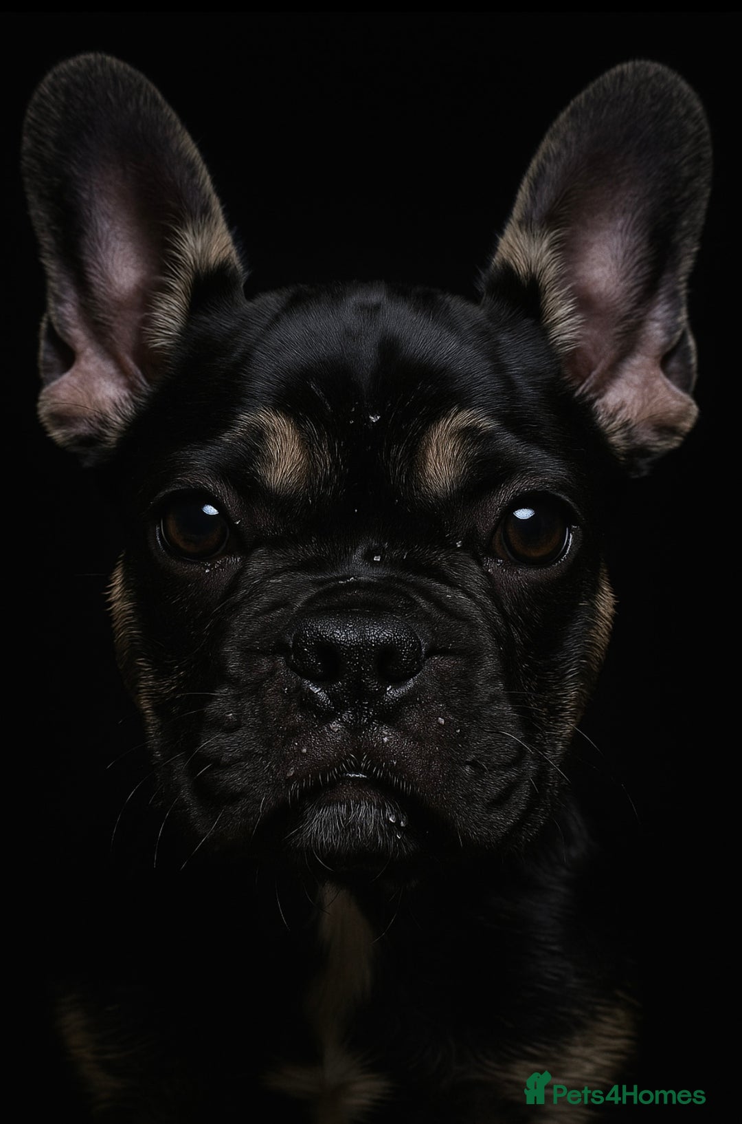 French Bulldog dogs for sale: Frensh bulldog male  - Image 3