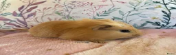 Guinea Pig rodents for sale: Beautiful baby Guinea pigs  - Advert 4