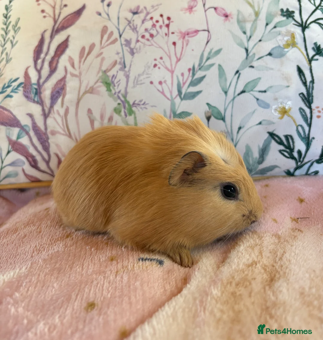 Guinea Pig rodents for sale: Beautiful baby Guinea pigs  - Advert 4