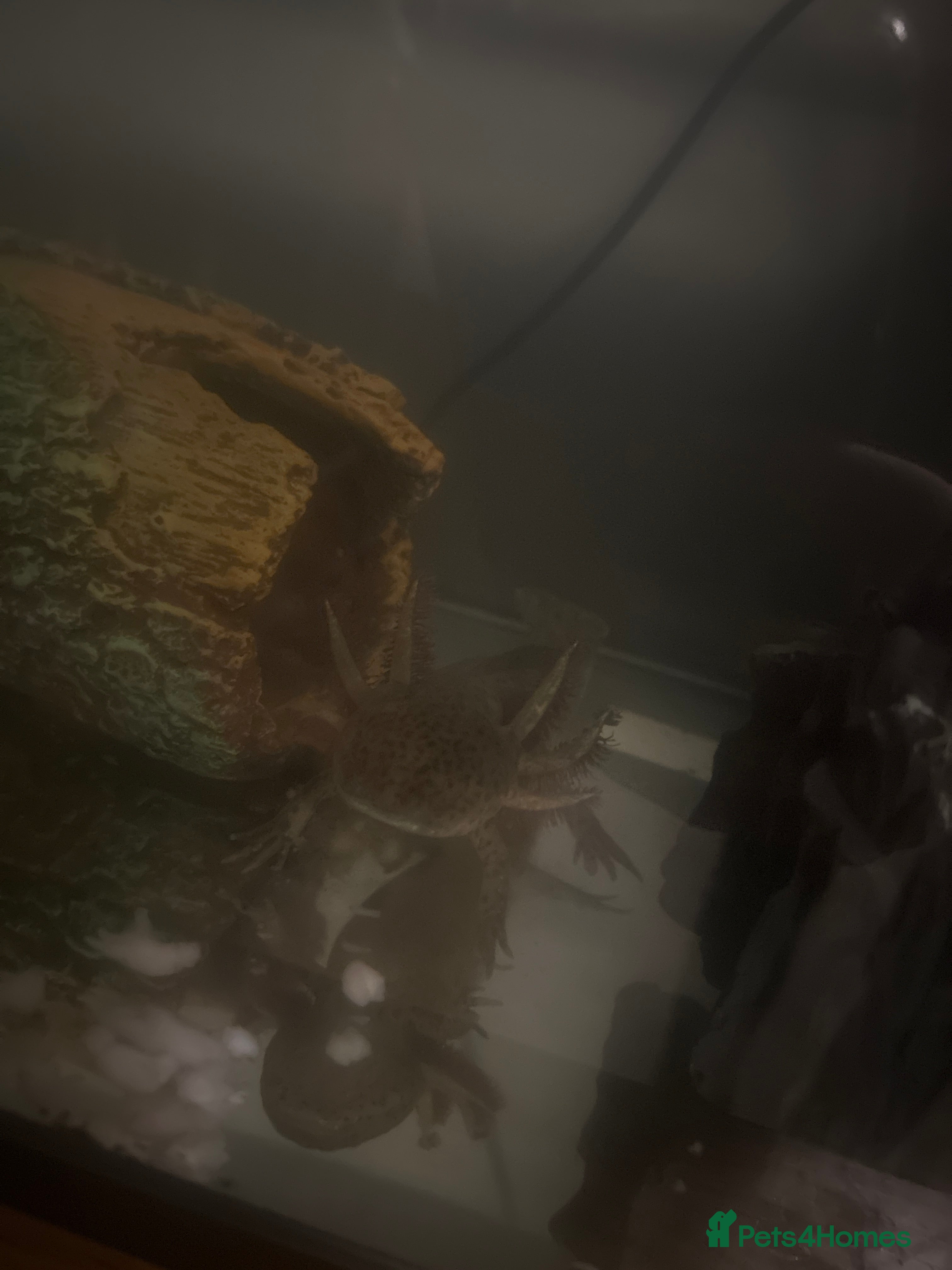 Axolotl reptiles Axolotl - Advert 2