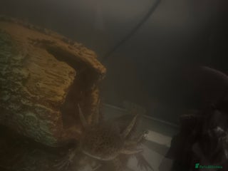 Axolotl reptiles Axolotl - Advert 2