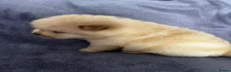 Chow Chow dogs for sale: Gorgeous chow chow puppies  - Advert 2