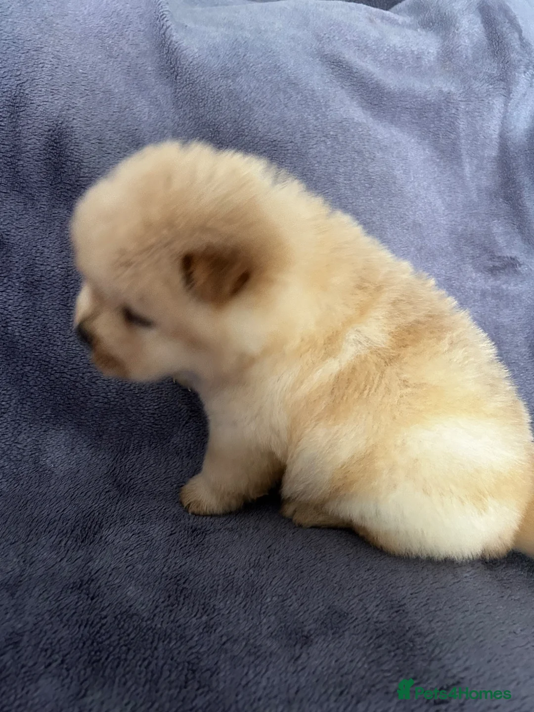 Chow Chow dogs for sale: Gorgeous chow chow puppies  - Advert 2
