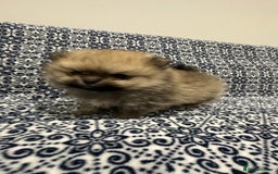 Pomeranian dogs for sale: Stunning littler of KC Pom puppies - Advert 6