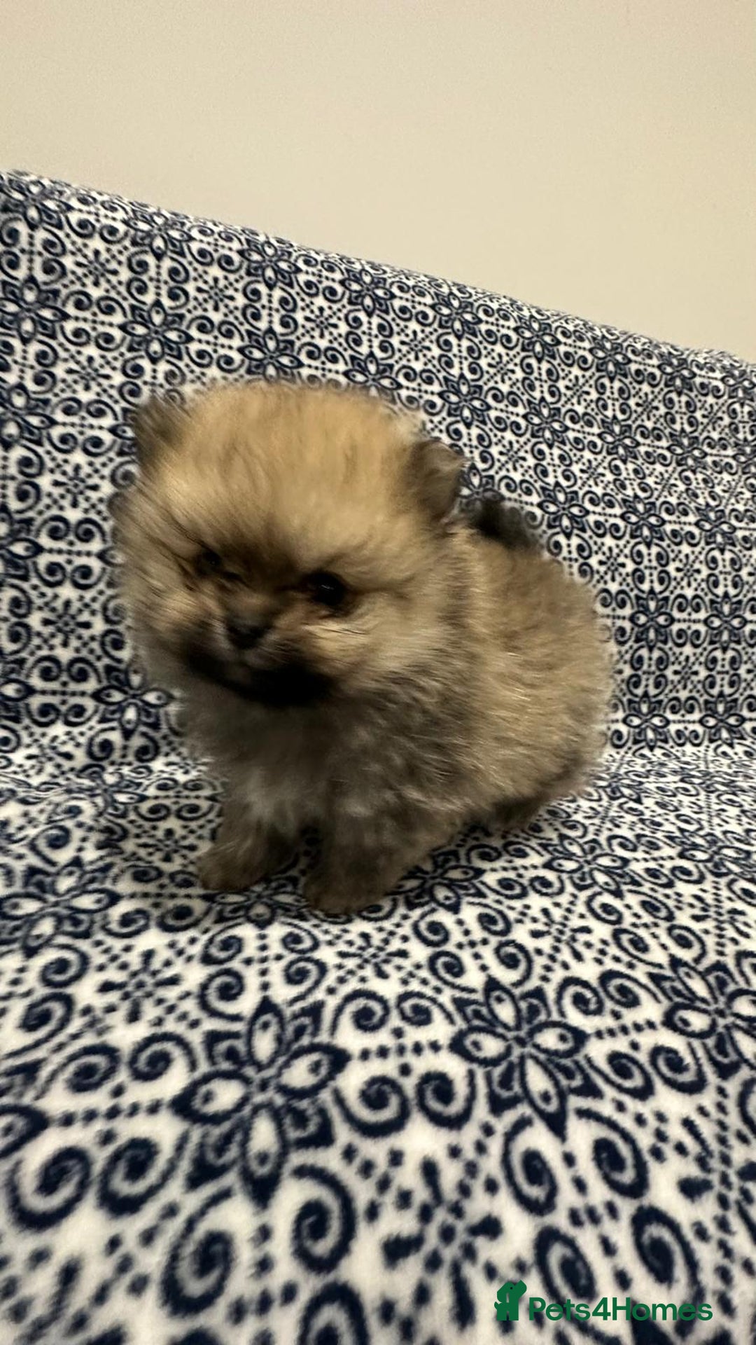 Pomeranian dogs for sale: Stunning littler of KC Pom puppies - Advert 6