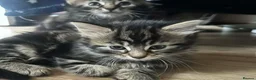 Persian cats for sale: Kitten for seal  in Nottingham - Advert 2