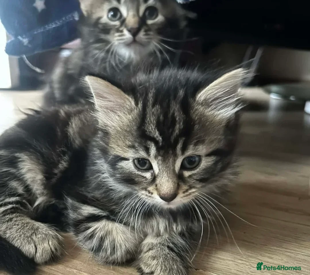 Persian cats for sale: Kitten for seal  in Nottingham - Advert 2