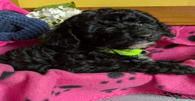 Cockapoo dogs Toy cockapoos - Advert 7