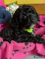 Cockapoo dogs Toy cockapoos - Advert 14