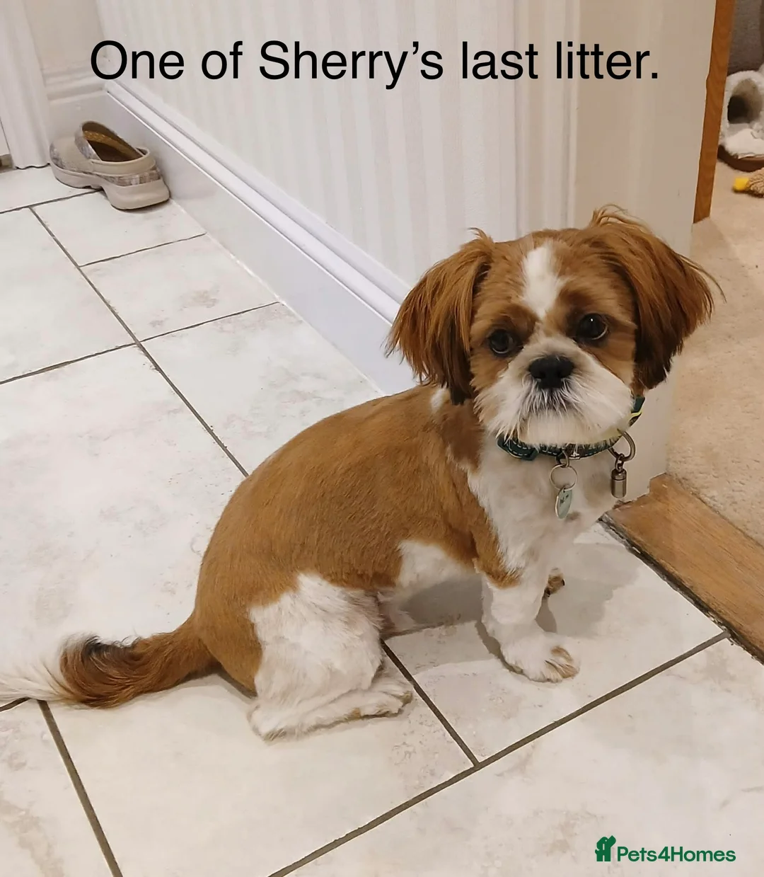 Shih Tzu dogs for sale: Early Spring Shihtzu Puppies  - Advert 18