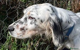 English Setter dogs for adoption: Gela  - Image 4
