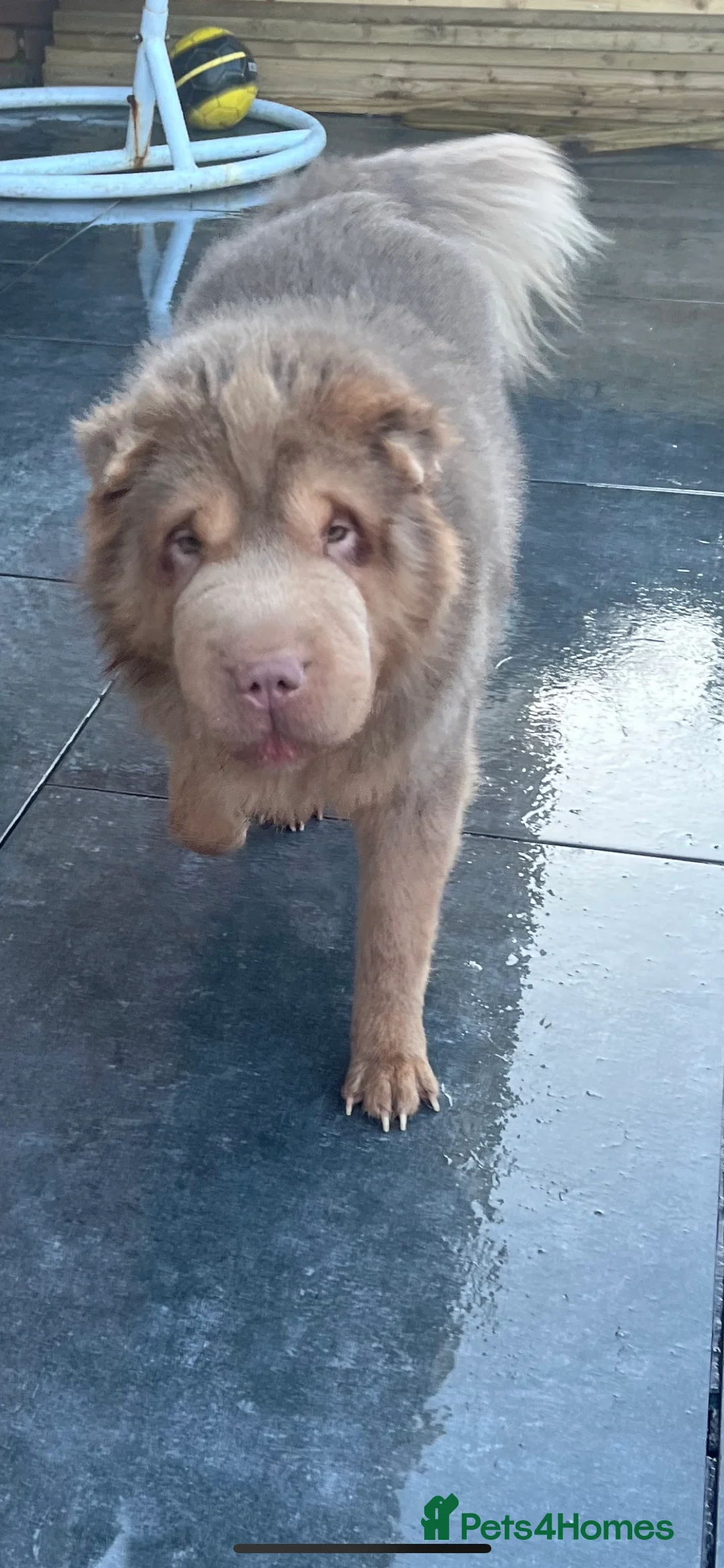 Shar Pei dogs for stud: kc reg health tested bva eye tested  in Sunderland - Advert 2