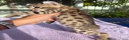 Keetso cats for sale: Stunning wild looking polydactyl curl ear keetsos  - Advert 33