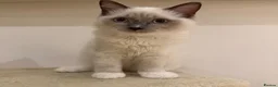 Ragdoll cats for sale: Ragdoll kittens  - Advert 8