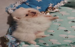 Pomeranian dogs for sale: 💝💝💝High-quality little boys💝💝💝 - Image 25
