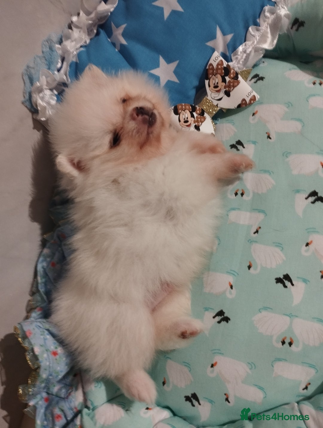 Pomeranian dogs for sale: 💝💝💝High-quality little boys💝💝💝 - Image 25