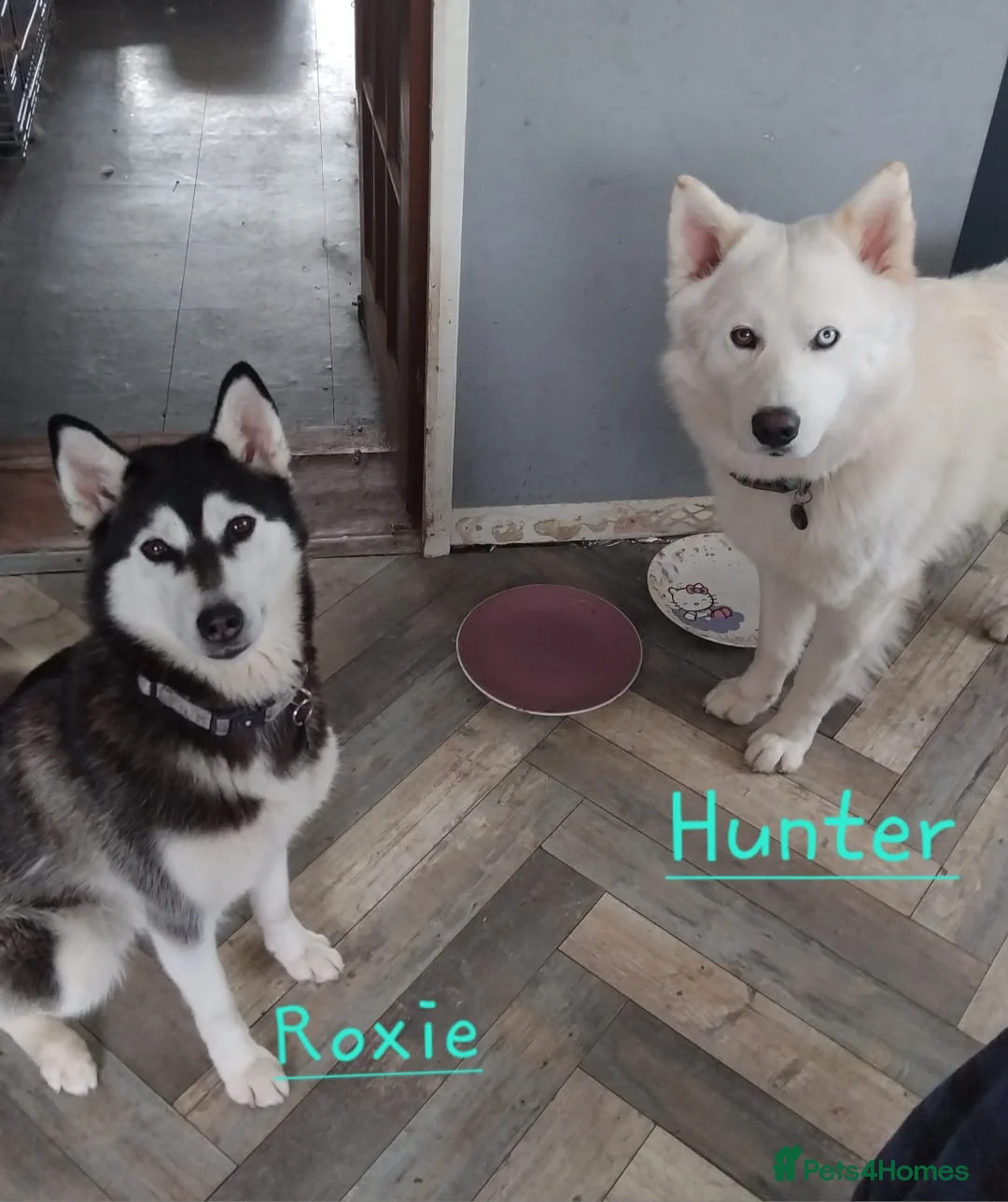 Siberian Husky dogs for sale: Friendly Siberian Husky Puppies - Advert 2